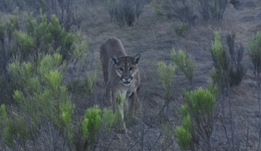 Hiker recounts harrowing mountain lion encounter at Mission Trails Regional Park