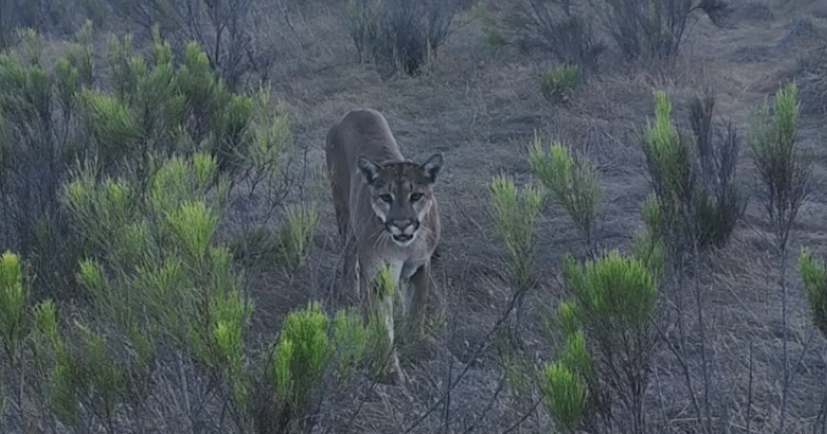 Hiker recounts harrowing mountain lion encounter at Mission Trails Regional Park