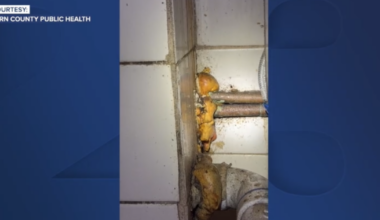 Rrestaurant closed after health inspectors find severe cockroach infestation