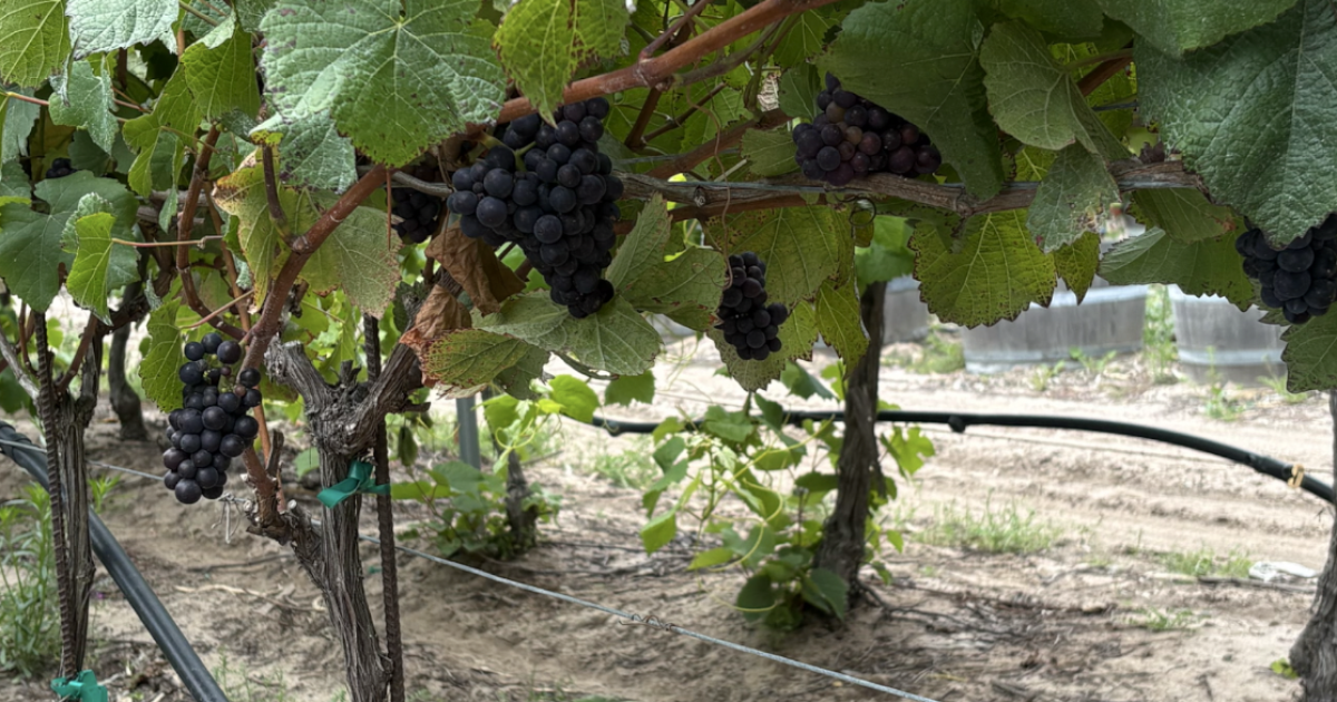 Kern County wine-grape acreage drops sharply amid market pressures