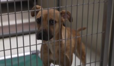 Kern County Animal Services hosts public safety meeting Wednesday