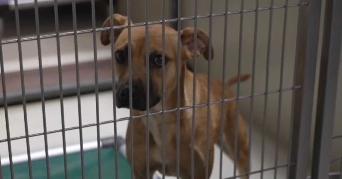 Kern County Animal Services hosts public safety meeting Wednesday