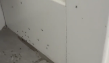 San Diego ant invasions surge during heat wave