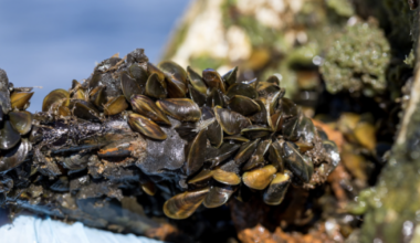 Kern County fights back against golden mussel invasion
