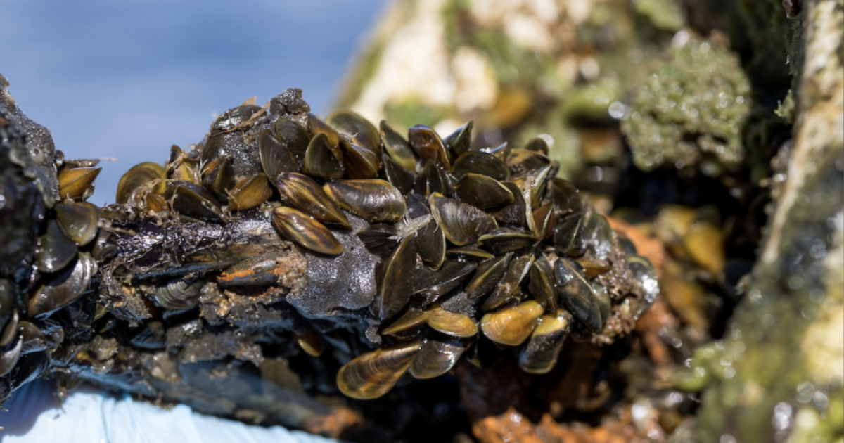 Kern County fights back against golden mussel invasion