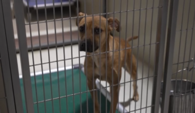 Kern County shelters work to keep animals cool this summer