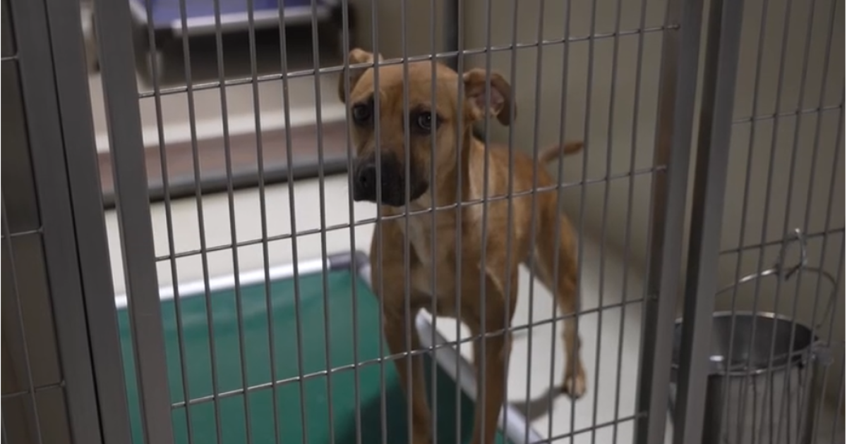 Kern County shelters work to keep animals cool this summer