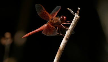 Unusual dragonfly swarms sweep across California after warm spring rains