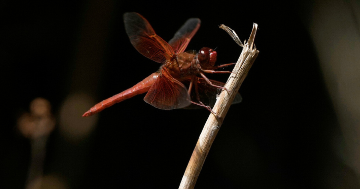 Unusual dragonfly swarms sweep across California after warm spring rains