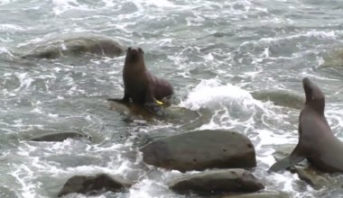 Why is enforcement for sea lion harassment limited at La Jolla Cove?