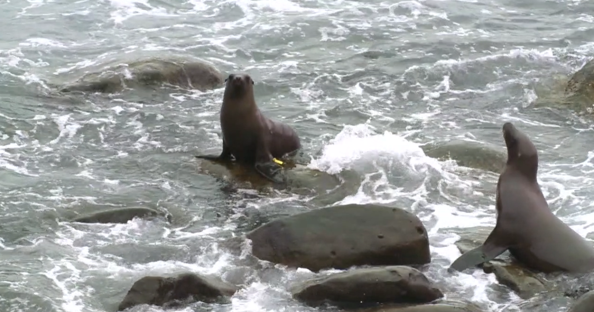 Why is enforcement for sea lion harassment limited at La Jolla Cove?
