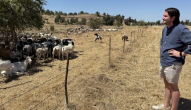 Conservation group uses goats to fight invasive species in Fresno