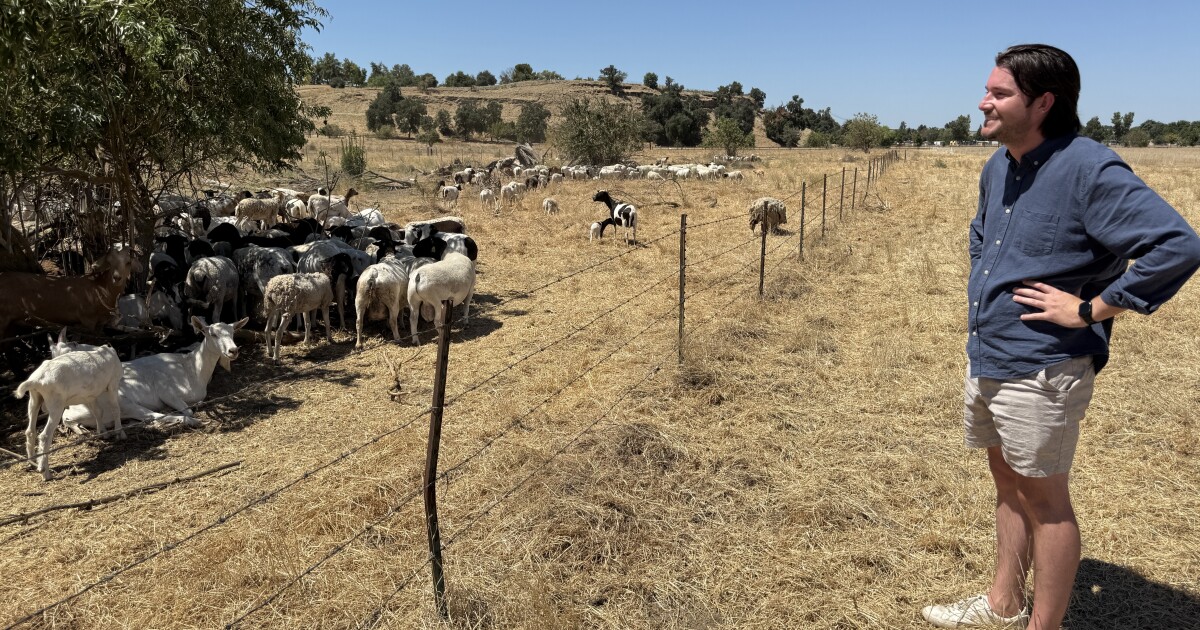Conservation group uses goats to fight invasive species in Fresno