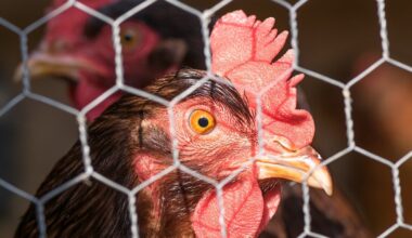 Poultry farmers will soon have new tools to detect avian flu