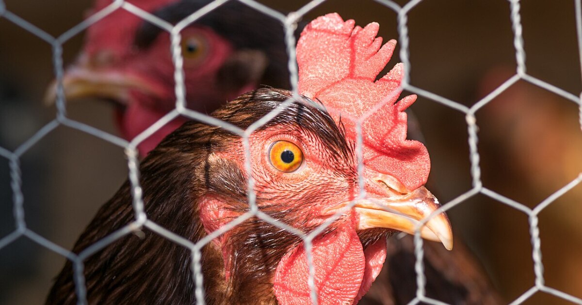 Poultry farmers will soon have new tools to detect avian flu