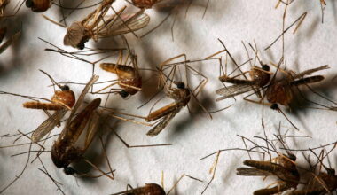 First human case of West Nile virus in Orange County confirmed, health officials say