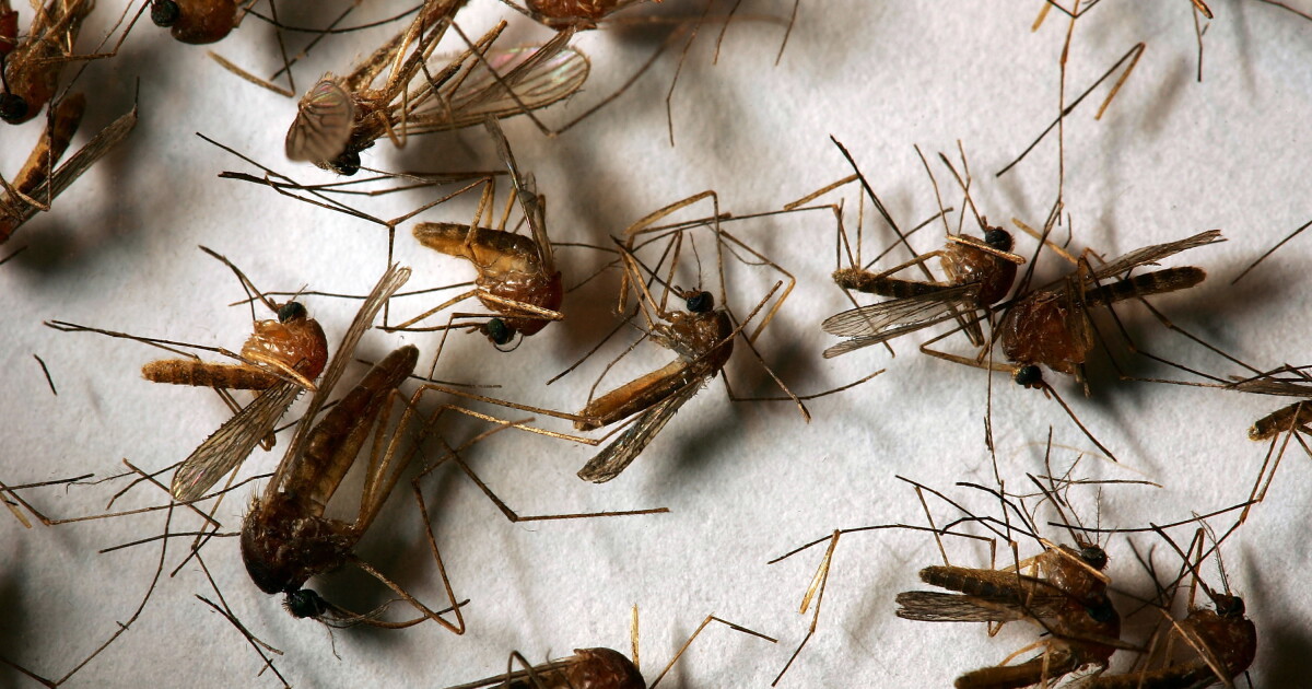 First human case of West Nile virus in Orange County confirmed, health officials say