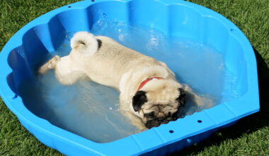 A public pool day for dogs? Get ready to splash
