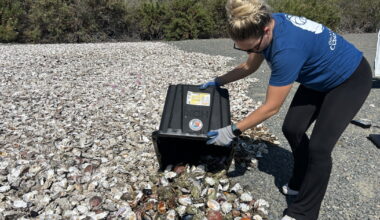 Oysterpalooza arrives in Orange County. What to know about the festival