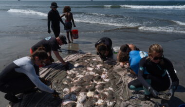 Marine heat wave off Southern California is drawing stingrays to shore