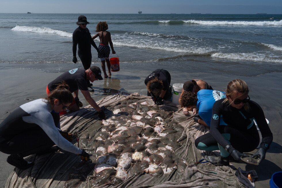 Marine heat wave off Southern California is drawing stingrays to shore