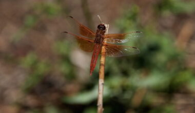 Warm monsoon storms likely behind California’s dragonfly swarms