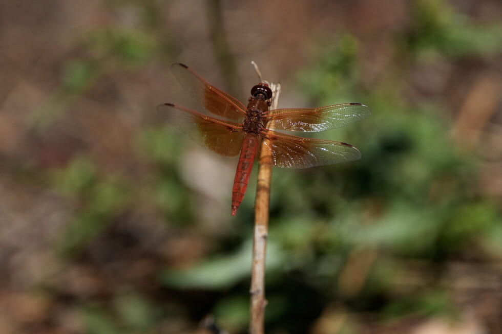 Warm monsoon storms likely behind California’s dragonfly swarms