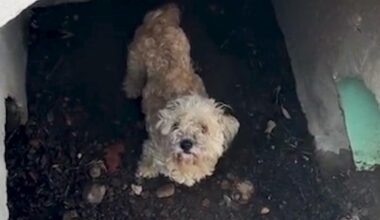 Lost dog is rescued down drain by San Diego Animal Services