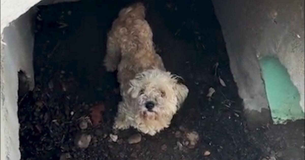 Lost dog is rescued down drain by San Diego Animal Services
