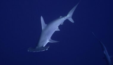 Hammer time: Rare hammerhead shark gives Malibu pier fishermen a shock
