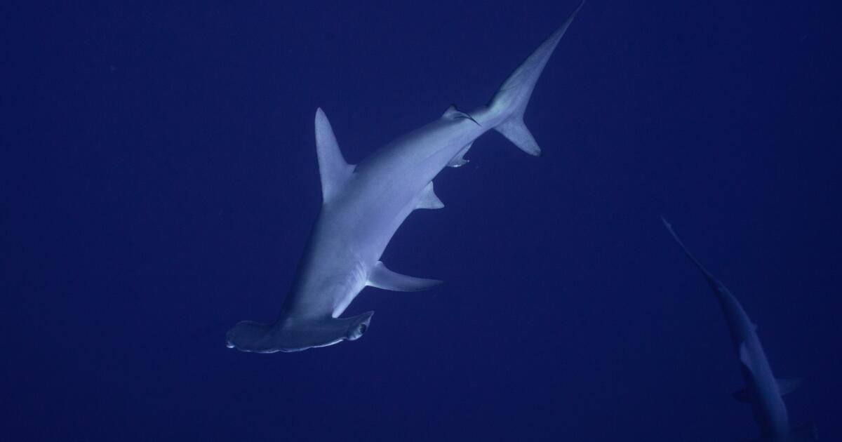Hammer time: Rare hammerhead shark gives Malibu pier fishermen a shock
