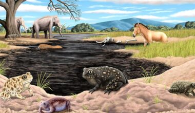 Tiny toad, big discovery: New ice age amphibian found in La Brea Tar Pits collection