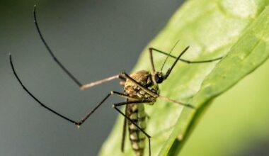 Dead of a mosquito bite: L.A. records West Nile fatality as California cases hit 5-year high