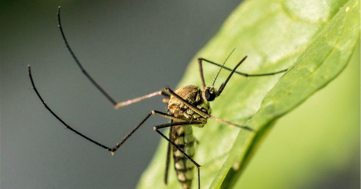 Dead of a mosquito bite: L.A. records West Nile fatality as California cases hit 5-year high