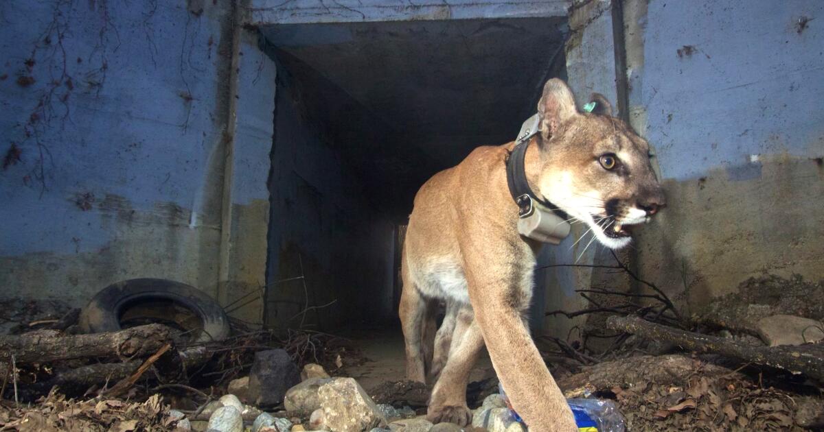 Mountain Lions stall stall Woodland Hills golf course housing project