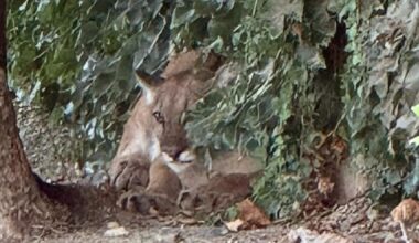 Lounging mountain lion shuts down road in San Dimas