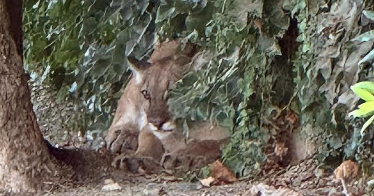 Lounging mountain lion shuts down road in San Dimas