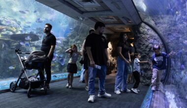 Long Beach aquarium takes in 500 animals rescued from traffickers