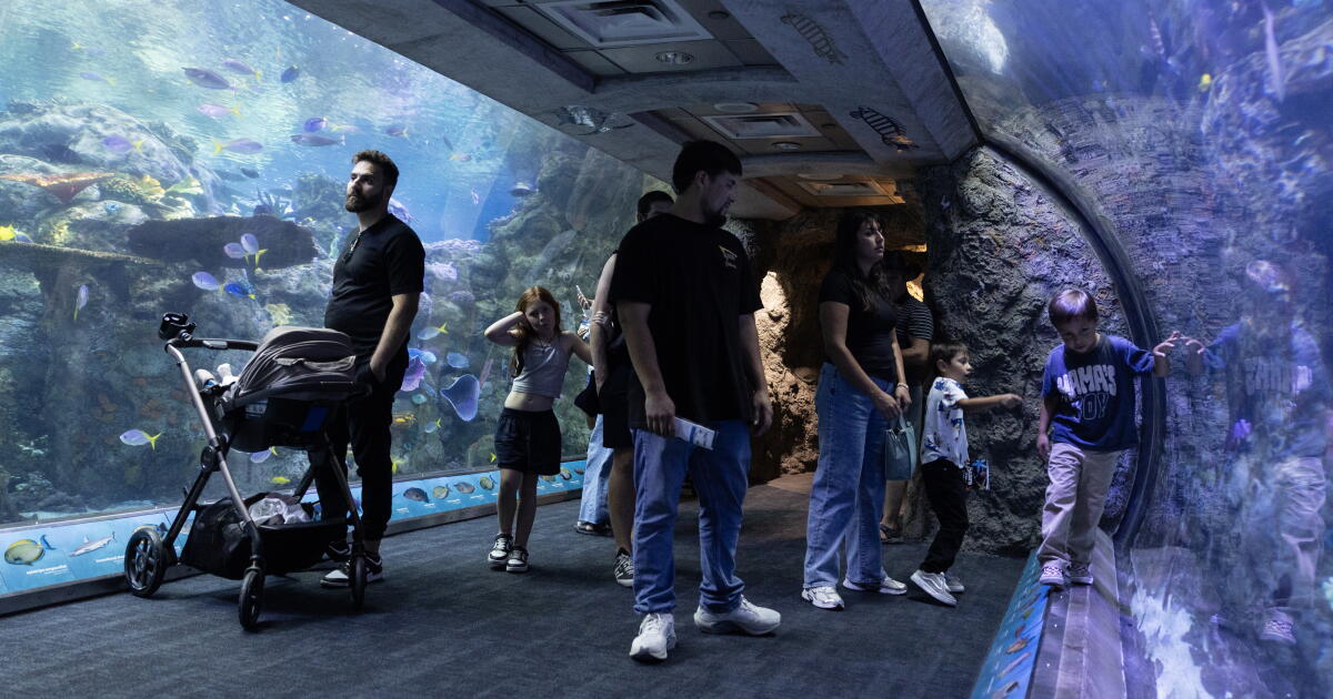 Long Beach aquarium takes in 500 animals rescued from traffickers