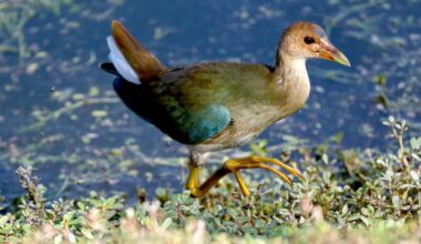 Rare bird draws flocks of Southern California birders to this Irvine marsh to get a glimpse