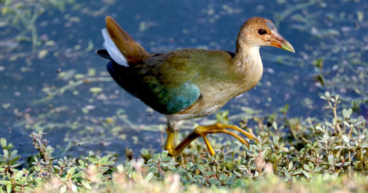 Rare bird draws flocks of Southern California birders to this Irvine marsh to get a glimpse