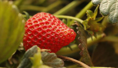 California legislature passes bill to track farms' 'forever chemicals'
