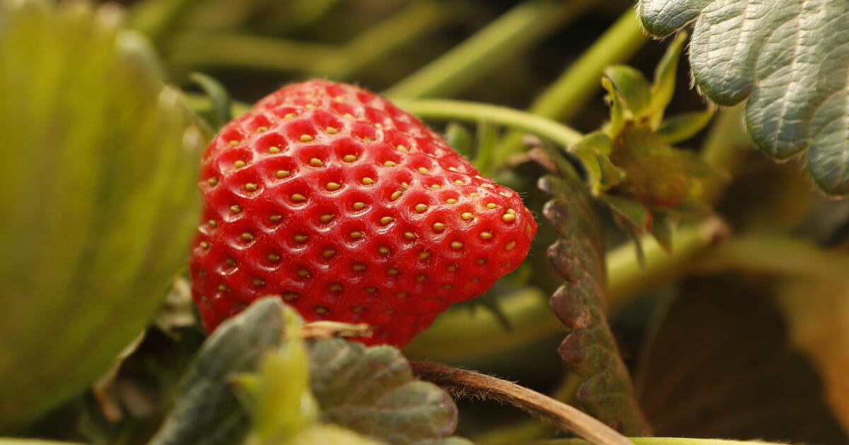 California legislature passes bill to track farms' 'forever chemicals'