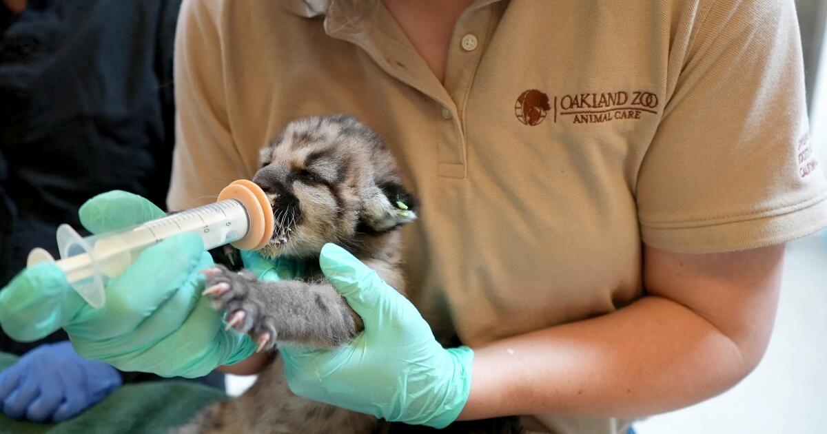 Kitten named Crimson was transported it to Oakland Zoo's Veterinary Hospital.