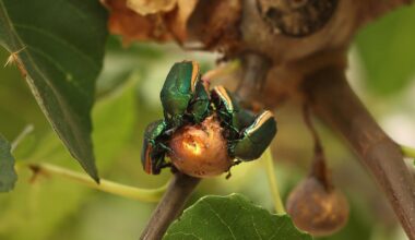This clumsy green beetle might just crash into your face
