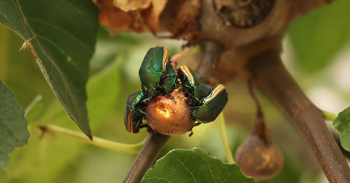 This clumsy green beetle might just crash into your face