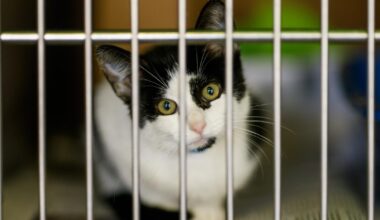 Euthanasia rates of cats and kittens are on the rise at L.A. city animal shelters