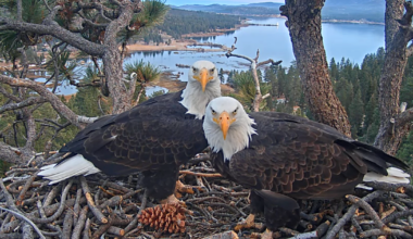 How Jackie the bald eagle found more loyal fans than some of L.A.s biggest human celebrities