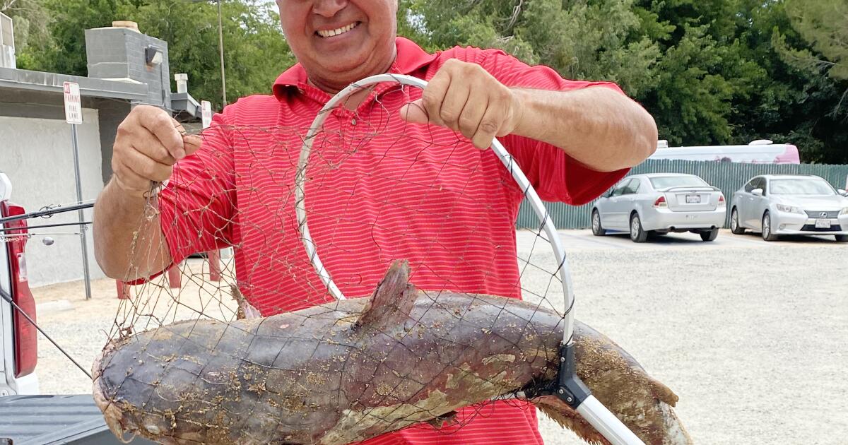 Massive 'scale-breaking' catfish caught in Southern California lake; 'Catzilla' still on the loose