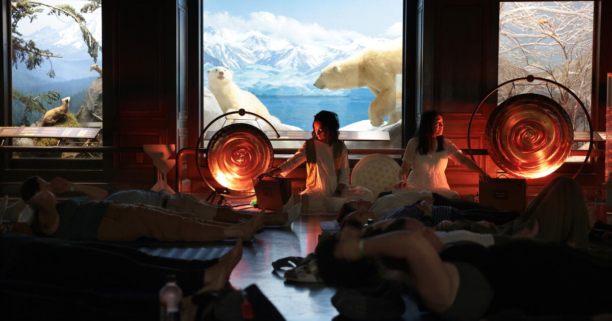 Taxidermy sound bath? It just works at the Natural History Museum